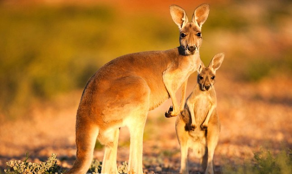 Chuột túi Kangaroo nhìn có vẻ là loài động vật thân thiện và dễ thương. Thật ra là không. Chúng có thể đá, đè và thậm chí moi bụng con người. Kangaroo là những kẻ đáng sợ và chúng sẽ xé bạn ra theo nghĩa đen.