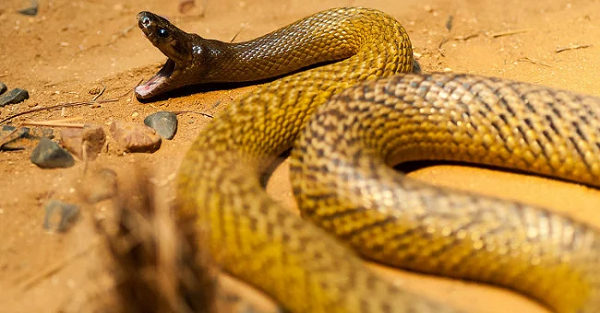Rắn Taipan được xem là nỗi ác mộng kinh hoàng nhất của con người. Chúng không những có độc tố khủng khiếp nhất thế giới mà còn vô cùng hiếu chiến.