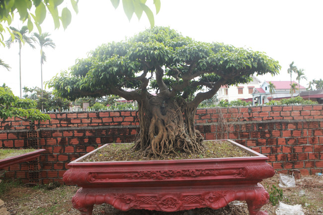 Cũng theo anh Hùng, người chơi cây cảnh có những lúc thăng trầm giống như đời người. Nhiều người đầu tư quá mức mà vào thời điểm xuống giá thì sẽ phá sản
