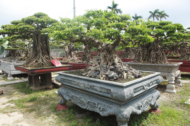 "Tôi chỉ thích mua vào chứ ít khi bán ra, thỉnh thoảng giao lưu với anh em trong làng chơi cây", anh Hùng cho hay