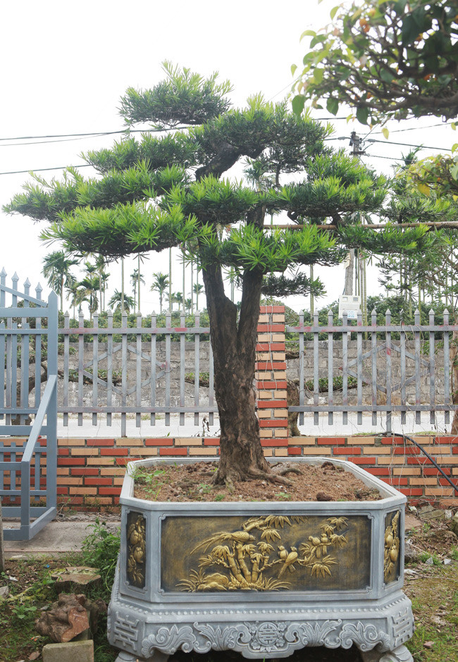 Hàng trăm cây cảnh với đủ chủng loại nhưng chủ yếu là cây sanh – một loại cây ưa thích làm cây cảnh từ xa xưa