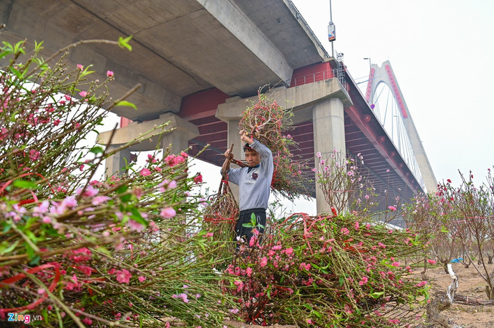 Không chỉ bà Phương, nhiều gia đình nông dân khác cũng đang trong tình cảnh đứng ngồi không yên vì hoa đào nở sớm. Ông Tùng (người dân trồng đào dưới chân cầu Nhật Tân) cho biết: "Mấy ngày trước nắng ấm lâu quá nên hoa đào đã bung nụ, trổ hoa sớm hơn dự kiến. Nhà tôi năm nay chủ yếu bán buôn cho khách tỉnh thôi nhưng nói chung chất lượng hoa năm nay không bằng năm trước."
