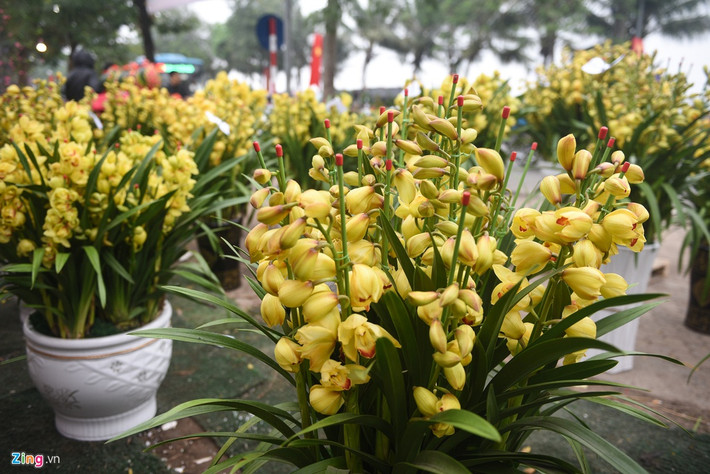 Hoa lan vẫn giữ giá như mọi năm. Giá các chậu hoa lan trải rộng từ vài triệu đến hàng chục triệu đồng, tùy số lượng cành.