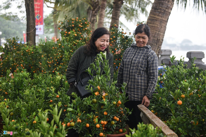 Bà Minh Toan (bên trái) người dân quận Ba Đình, cho biết năm nào cũng mua quất để chơi Tết. So với năm ngoái thì giá quất không thay đổi nhiều, khoảng 300.000 đồng là có được một cây quất nhỏ, dáng đẹp.