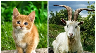 Trong khi người tuổi Mão lại thích chăm sóc lo lắng cho người khác, nên khi họ kết hợp thành một đôi sẽ vô cùng hành phúc, viên mãn.