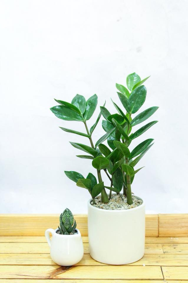 Cây kim phát tài (cây kim tiền): Kim tiền là một trong những cây cảnh phong thủy được nhiều người yêu thích. Loại cây này có lá đẹp, bóng, xanh mượt, tán cân đối và tương đối dễ sống. Nhiều gia đình, văn phong thường đặt chậu kim tiền ở trong nhà để chiêu tài, đón lộc.