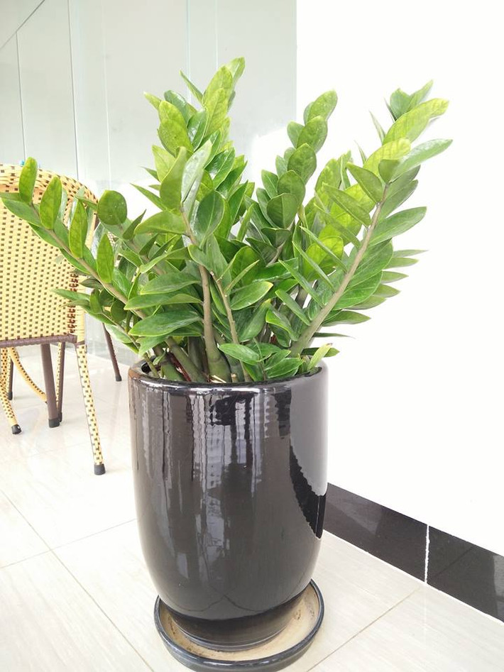 Đúng như tên gọi của nó, trong phong thủy, cây kim tiền được xem là sẽ mang đến nhiều may mán, thịnh vượng cho gia chủ. Những tán lá sum suê, xanh quanh năm tượng trưng cho kinh tế dồi dào, tiền nhiều không đếm hết. Ngọn lá vương cao thể hiện sức sống, sự phát triển không ngừng.