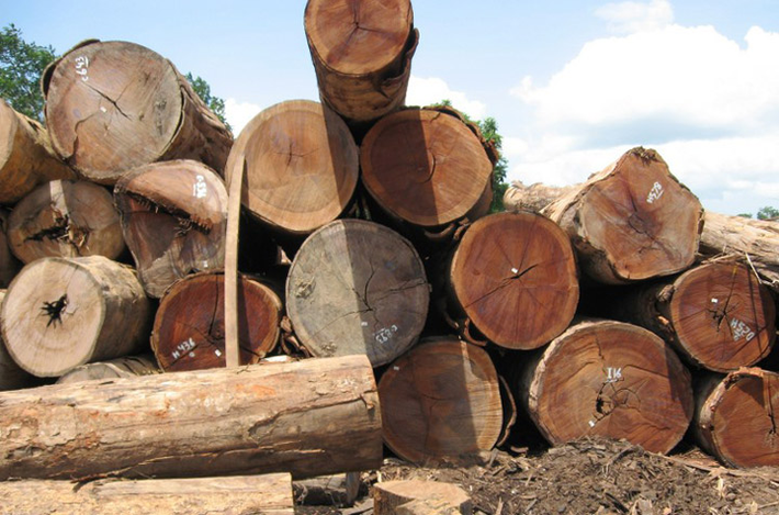 Gỗ Ipe, mệnh danh là loại gỗ đắt nhất thế giới, chỉ xuất hiện tại lưu vực sông Amazon, Brazil. (Ảnh: Ipe Outlet)