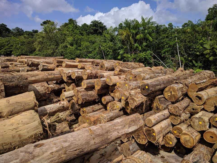 Vào năm 2022, 1 mét khối gỗ Ipe có giá 3.775 USD (hơn 90 triệu đồng). (Ảnh: ipewoodcanada)