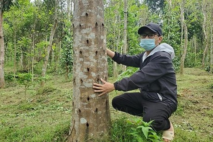 Việc bảo tồn và khai thác bền vững kỳ nam là điều cần thiết để duy trì nguồn tài nguyên quý giá này cho các thế hệ tương lai.(Ảnh: Báo Pháp luật Việt Nam điện tử)