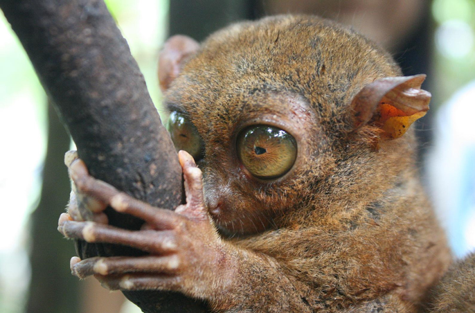 Với đôi chân dài và mạnh mẽ, Tarsier có thể nhảy xa gấp 40 lần chiều dài cơ thể, giúp chúng dễ dàng di chuyển giữa các cành cây.(Ảnh: Endangered Living)