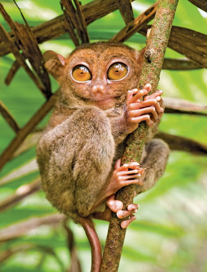 Đặc biệt, khả năng xoay đầu 180 độ giúp Tarsier dễ dàng quan sát môi trường xung quanh để săn mồi và tránh kẻ thù.(Ảnh: Britannica)