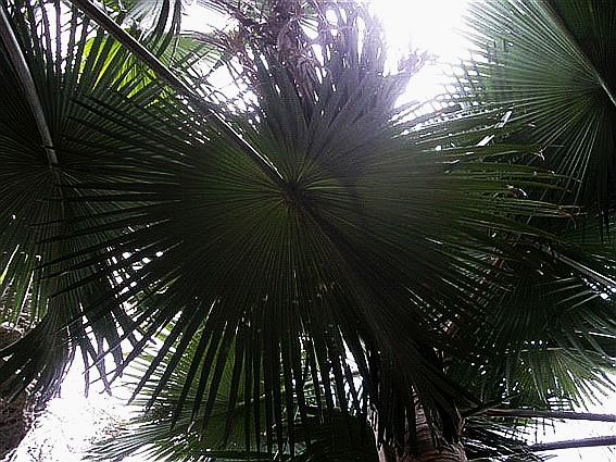Loài cây này lần đầu tiên được phát hiện vào năm 2005 bởi một nông dân địa phương tên là Xavier Metz. Sự hiện diện của Tahina spectabilis trong một khu vực hạn chế và ít được biết đến đã khiến giới khoa học bất ngờ. (Ảnh: PalmPedia)