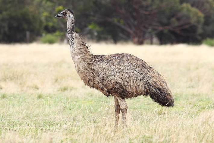 Loài đà điểu Emu ven biển New South Wales không chỉ là một biểu tượng văn hóa mà còn là một phần quan trọng của hệ sinh thái địa phương. Việc bảo tồn và phục hồi loài chim này đòi hỏi sự hợp tác và nỗ lực không ngừng từ các nhà khoa học, chính quyền và cộng đồng. Chúng ta cần hành động ngay hôm nay để đảm bảo rằng loài đà điểu Emu ven biển sẽ không biến mất khỏi hành tinh của chúng ta.(Ảnh: wikipedia)