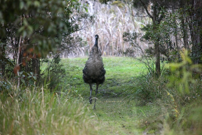Loài đà điểu Emu ven biển, còn được gọi là Emu ven biển New South Wales, là một trong những loài chim hiếm nhất và đang đối mặt với nguy cơ tuyệt chủng cao. (Ảnh: Australian Geographic)