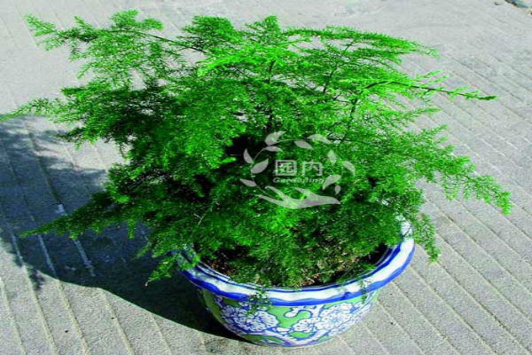 Vì thế cây để trong phòng làm việc nên chọn những loại cây lá to vừa giúp chặn hung thần, lại giúp hấp thị năng lượng của trời đất. Trong trường hợp muốn tránh những tia bức xạ từ máy tính có thể chọn cây lá măng, cây dừa cảnh thay thế.