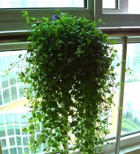 Ngoài ra những loại cây thân leo cũng không thích hợp để trong phòng làm việc vì đa phần những loại cây này về cơ bản thuộc Dương, sẽ hấp thu năng lượng của con người, thậm chí sẽ chiêu nạp thị phi, bất lợi cho quan vận của bạn.