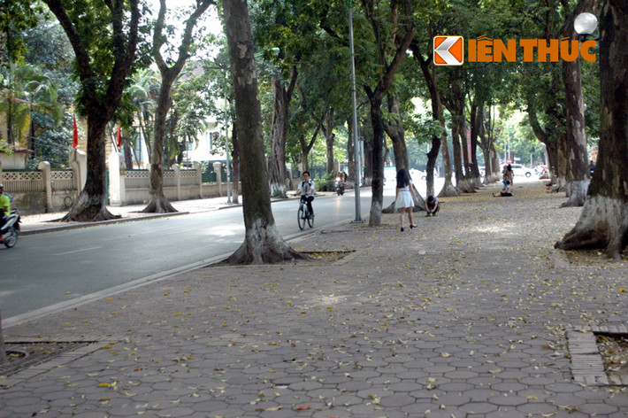 Khung cảnh tĩnh lặng với những tán lá vàng đã khoác lên Hà Nội vẻ đẹp quyến rũ, độc đáo.