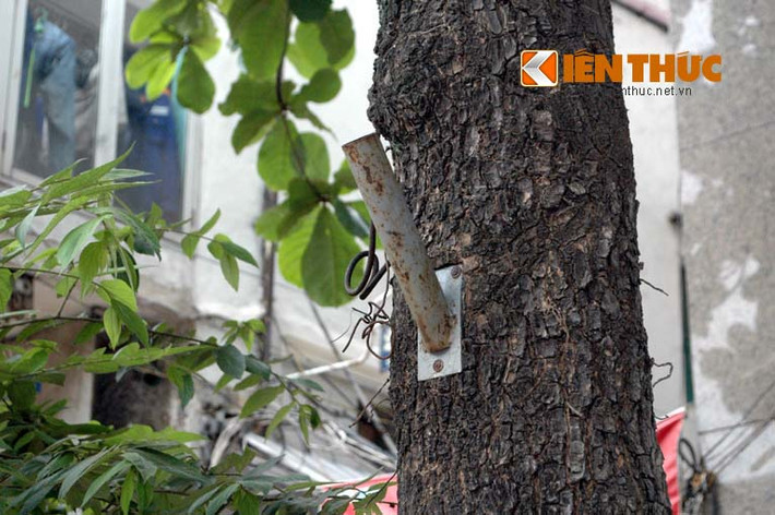 Hàng loạt cây xanh trên đường Lê Duẩn, quận Hai Bà Trưng, Hà Nội đang bị đóng thanh sắt vào thân.