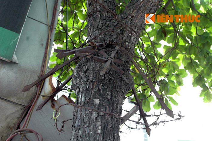 Còn đây là màn "cắt cổ" cây xanh bằng hàng mớ dây ghép gai...