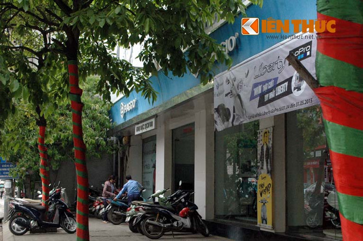"Chiếc áo sọc" bất đắc dĩ bó chặt lấy thân cây còi.