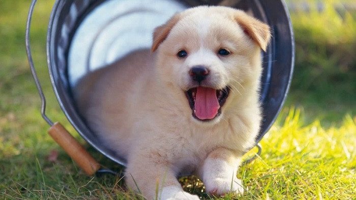 Tuổi Chó. Lòng người của người tuổi Chó đơn giản, tốt bụng và tính cách rất đáng tin cậy nên cuối tháng 10 vận may thích đến cửa, làm ăn phát tài, sinh con đẻ cái, sinh quý tử, không thích lây nhiễm cảm xúc tiêu cực của mình cho người khác.