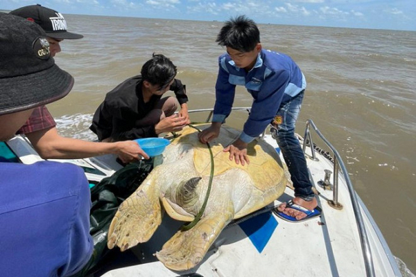Vích biển là một loài rùa biển nhỏ, tên khoa học Lepidochelys olivacea của chúng xuất phát từ màu sắc cơ thể của con vích biển giống màu của loài cây ô liu. Loài này cùng bộ rùa với các ba ba trơn, ba ba gai được nuôi nhiều ở nước ta.