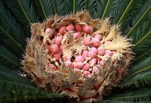 Hoa của cây này có màu vàng nhạt, giống hình bắp ngô, một số mọc 2 bên, một số mọc ở giữa, trông rất độc đáo. Quả của cây vạn tuế, tuỳ từng giống cây và độ chín sẽ có màu xanh, vàng hoặc đỏ.