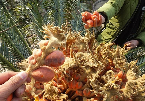 Bên cạnh đó, cây vạn tuế còn được xem là đặc sản ở đảo Amami Oshima, Nhật Bản. Tại hòn đảo này, cây vạn tuế mọc khắp nơi, bao phủ cả đảo, thậm chí nó cao lớn tới mức nhìn từ xa cứ tưởng đó là một rừng dừa.