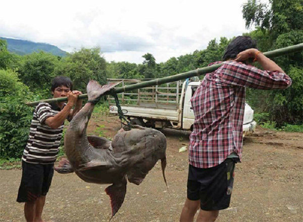 Sáng 6/11/2016, anh Lò Văn Phanh (Điện Biên) bắt được con cá chiên nặng khoảng 28 kg, dài 1,5 mét trên sông Đà khu vực cầu Hang Tôm, thị xã Mường Lay, tỉnh Điện Biên.