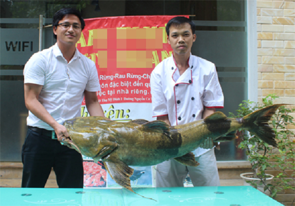 Ngày 18/6/2015, anh Kiều Hữu Thọ - chủ nhà hàng ở Hà Nội mua được con cá chiên "khủng" dài 1,5m, nặng 40 kg. Con "thủy quái" quý hiếm này được 1 người dân câu được trên khu vực cầu Trung Hà (Ba Vì, Hà Nội) -nơi ngã 3 giao nhau giữa dòng sông Hồng và sông Đà.