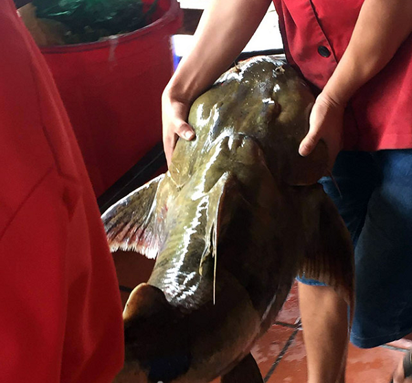 Cận cảnh con cá chiên, hay còn gọi là cá tiến vua với trọng lượng lên đến gần 30 kg, dài 1,2m đã được anh Lê Sỹ Long, chủ một cửa hàng ăn uống đưa từ Hòa Bình về Hà Nội đầu tháng 11/2017.