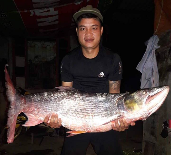 Ngày 2/7/2018, một nhóm ngư dân đánh lưới trên sông Đà (đoạn chảy qua tỉnh Sơn La) đã bắt được con cá măng khổng lồ nặng 22kg, dài hơn 1m.