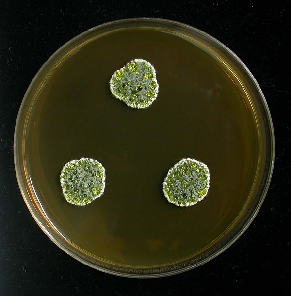 Ví dụ như Penicillium có trong dàn sinh vật này đã tận dụng nguồn thức ăn ưa thích mới là xác của các sinh vật bị cháy, thậm chí là than củi. Sau khi ăn no, chúng bắt đầu sinh sản mạnh mẽ.