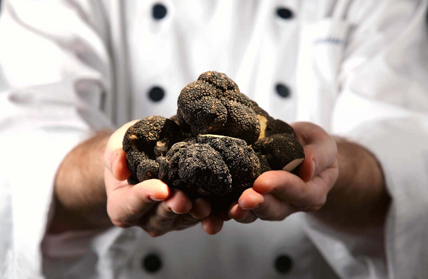 Trong quan hệ cộng sinh này, nấm truffle ăn axit amin và carbohydrate mà nó nhận được từ rễ cây. Nếu không được cung cấp đủ chất dinh dưỡng thì nấm sẽ chết. Cây đối tác chủ yếu của nấm cục là cây sồi, ngoài ra còn có cây sừng, hạt phỉ, hạt dẻ, linden, lá kim...
