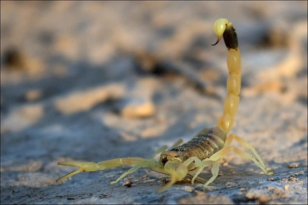 Càng nghiên cứu nọc bọ cạp, các nhà khoa học càng phát hiện nhiều công dụng. Điều đó đồng nghĩa với việc nhu cầu về nọc độc bọ cạp sẽ không ngừng tăng lên. Vì vậy, họ đang cố gắng tìm ra cách chiết nọc bọ cạp nhanh hơn.