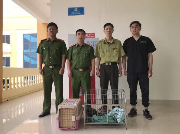 Trước đó, công an thành phố Điện Biên Phủ đã tịch thu 5 con mèo rừng do một người dân trên địa bàn nuôi nhốt trái phép. Biết tin, đoàn công tác của Trung tâm Cứu hộ, bảo tồn và phát triển sinh vật, Vườn Quốc gia Cúc Phương đã lập tức lên đường tiếp nhận.