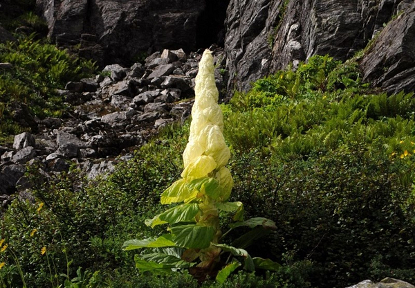 Loại cây này, còn được gọi là Sikkim rhubarb, là một loài cây thân gỗ sống lâu năm có nguồn gốc từ dãy Himalaya, mọc cao đến hơn một mét.