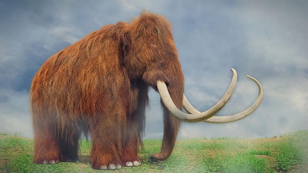Ma mút có chân sau ngắn nên trọng tâm toàn thân nghiêng về phía sau, vai nhô cao, chân chỉ có 4 ngón (kém 1 ngón so với voi hiện nay), da dày. Vòi của voi ma mút có hai chỗ lồi giống như ngón tay, một ở phía trước và một ở phía sau, giúp chúng dễ dàng túm lấy cỏ. Da màu đen, nâu và nâu đỏ, lông vàng, cao từ 3 đến 3,3 m.