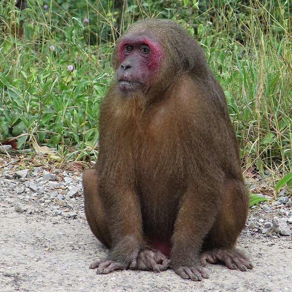 Tại Việt Nam, giống khỉ này có 5 loài gồm: Khỉ Mặt đỏ (Macaca arctoides), khỉ Vàng (Macaca mulatta), khỉ Mốc (Macaca assamensis), khỉ Đuôi dài (Macaca fasciculari)s và khỉ Đuôi lợn (Macaca leonina).