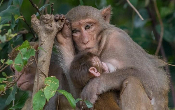Loài khỉ này đang có 6 mối đe dọa chính gồm: Săn bắn, bẫy bắt động vật hoang dã, xâm lấn đất rừng, khai thác gỗ trái phép, chăn thả gia súc tự do trong rừng đặc dụng, cháy rừng.