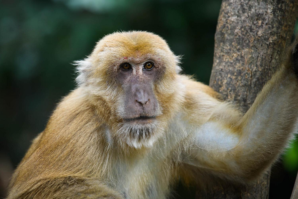 Khỉ mốc có tên khoa học là Macaca assamensis, là đối tượng nghiên cứu khoa học. Mặt khác nếu bảo vệ tốt chúng sẽ trở thành nguồn động vật dùng để nghiên cứu, thử nghiệm vắc xin phục vụ cuộc sống con người..