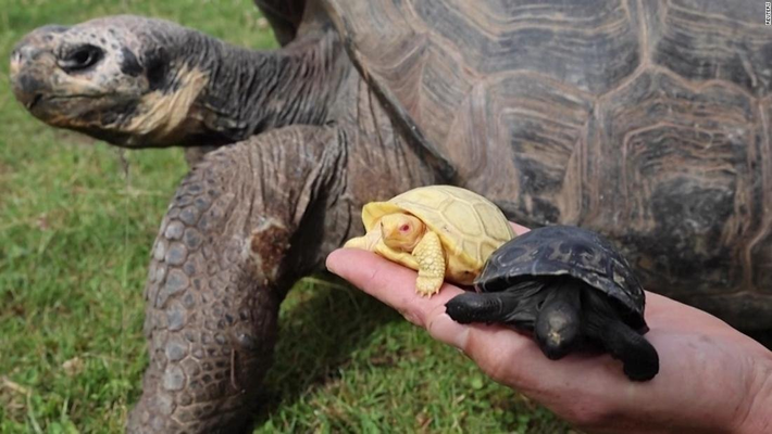 Cách đây không lâu, một con rùa khổng lồ Galapagos bạch tạng được sinh ra tại sở thú Tropiquarium, thị trấn Servion, Thụy Sĩ.