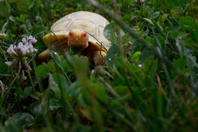 Đây là lần đầu tiên một con rùa khổng lồ Galapagos bạch tạng sinh ra trong môi trường nuôi nhốt.