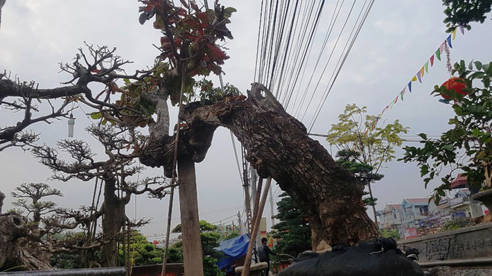 Được coi là dòng cây ngoại lại, không có giá trị sử dụng về gỗ, bàng chủ yếu được trồng để lấy bóng mát. Thế nhưng, một cây bàng có hình thù kỳ quái khiến người yêu cây không khỏi tò mò. Cây bàng có chiều cao chừng 4 - 5 mét, đường kính 1 người ôm, thân uốn lượn mềm mại, lắt léo...
