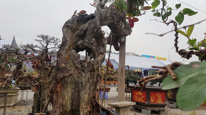 Điều đáng nói, toàn bộ phần lõi thân của cây đã bị mục ruỗng, chỉ còn lại một phần thân vỏ mỏng đỡ toàn bộ cơ thể. Để giữ cho phần ngọn của cây, người ta phải sử dụng cột chống. Gốc cây được đánh bầu, bó đất trồng trong chậu cảnh. Khi Hội chợ sinh vật cảnh huyện Phúc Thọ diễn ra, chủ cây bứng nguyên cả cây bàng xù xì, mốc meo đến tham dự.