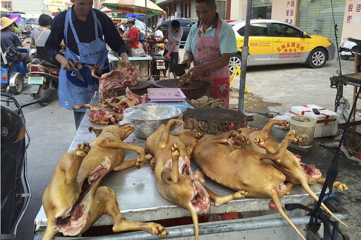 Mức độ tiêu thụ thịt chó ở Trung Quốc đang giảm dần. Người dân nước này giờ đang có xu hướng nuôi chó mèo làm thú cưng. Ảnh: AP.