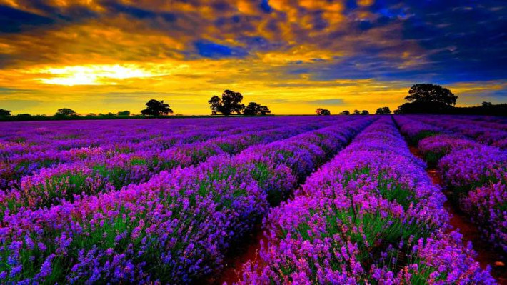 Cánh đồng oải hương, Provence, Pháp Vào mùa hè, các cánh đồng dài hàng trăm cây số ở Provence, Pháp được bao phủ bởi những bông hoa Lavender mềm mại, tím thẫm. Phong cảnh, bầu trời và không khí không thể tuyệt vời hơn. Đi chiêm ngưỡng cánh đồng hoa oải hương trong mùa hè là một trong những lý do hấp dẫn nhất kéo du khách đến với Provence.