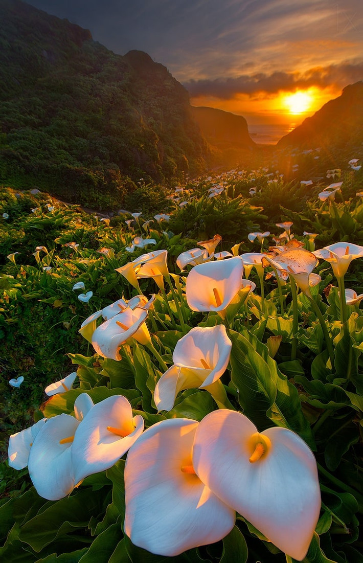 Thung lũng hoa loa kèn, California, Mỹ Cả thung lũng tràn ngập một loài hoa trắng muốt, nhụy vàng đẹp tuyệt vời, nhìn xa giống như một làn sóng bọt biển trắng xóa của Thái Bình Dương. Những bông loa kèn trắng mọc khắp thung lũng từ bờ rừng bên này lan sang đến bờ rừng bên kia. Có rất nhiều cây cầu và lối đi cho khách du lịch trong thung lũng, vì vậy bạn có thể chiêm ngưỡng rừng hoa từ mọi góc độ.