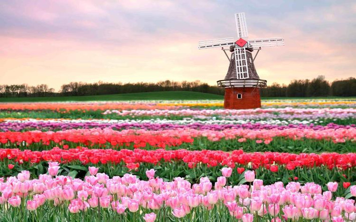 Cánh đồng tuylip, Hà Lan Đất nước Hà Lan thu hút hàng triệu du khách đến du lịch mỗi năm bởi những cánh đồng hoa tuyệt đẹp, đặc biệt là hoa tuylip. Những cánh đồng hoa tuylip đầy màu sắc trải dọc theo toàn bộ bờ biển từ Katwijk đến Den Helder. Các địa danh nổi tiếng nhất về trồng hoa tuylip thuộc Kop van Noord-Holland và Bollenstreek. Du khách yêu hoa hoàn toàn có thể thỏa mãn khi được chìm vào những sắc hoa muôn màu rực rỡ nơi đây.